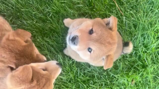 Video preview image #11 Shiba Inu Puppy For Sale in YUCCA VALLEY, CA, USA