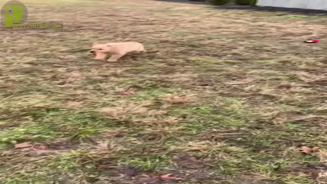 Video preview image #8 Golden Retriever Puppy For Sale in WARSAW, IN, USA