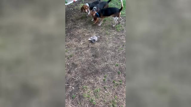 Video preview image #5 Beagle Puppy For Sale in FORT DODGE, IA, USA