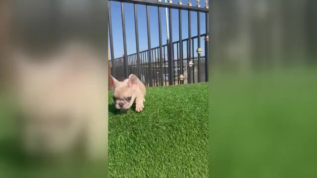 Video preview image #3 French Bulldog Puppy For Sale in VIRGINIA BEACH, VA, USA