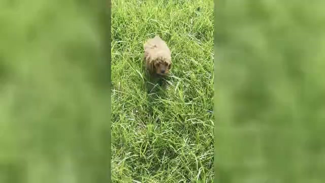 Video preview image #12 Maltipoo (Miniature) Puppy For Sale in WARSAW, IN, USA