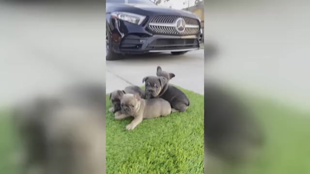 Video preview image #1 French Bulldog Puppy For Sale in BEVERLY HILLS, CA, USA