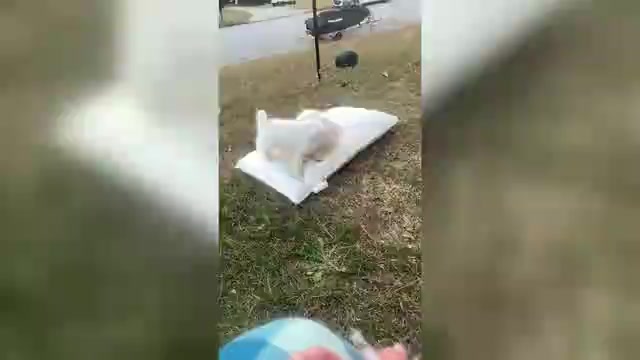 Video preview image #1 Schnauzer (Miniature) Puppy For Sale in AUGUSTA, GA, USA