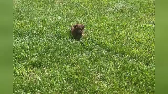 Video preview image #1 YorkiePoo Puppy For Sale in WARSAW, IN, USA