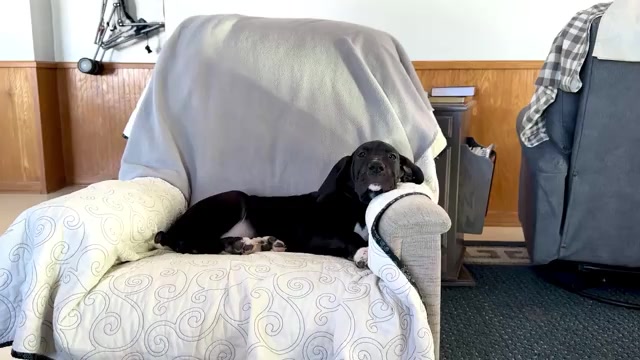 Video preview image #2 Great Dane Puppy For Sale in WAKARUSA, IN, USA