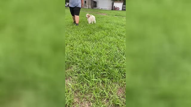 Video preview image #1 Goldendoodle mix (+ Poodle Standard) Puppy For Sale in TAMPA, FL, USA