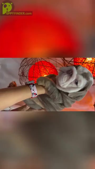 Video preview image #1  Breeder Profile in LAWRENCE, IN, USA