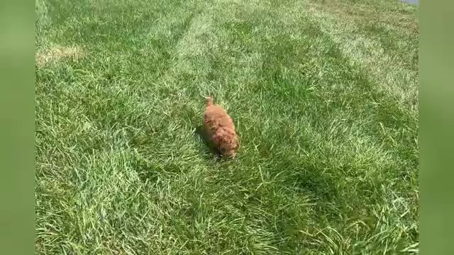 Video preview image #1 Poodle (Toy) Puppy For Sale in WARSAW, IN, USA