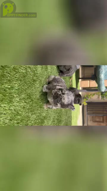 Video preview image #1  Breeder Profile in SAN ANTONIO, TX, USA
