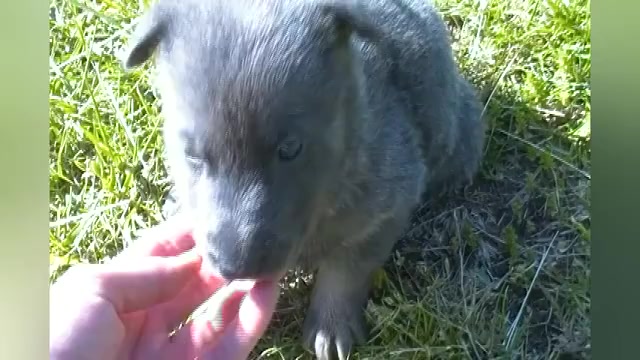 Video preview image #1 German Shepherd Dog Puppy For Sale in PIEDMONT, MO, USA