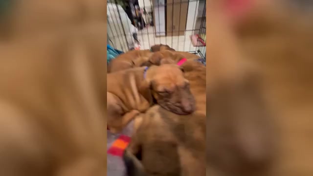 Video preview image #4 Belgian Malinois-Catahoula Leopard Dog Mix Puppy For Sale in WASHINGTON, DC, USA