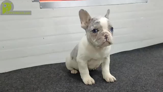 Video preview image #5 French Bulldog Puppy For Sale in BOSTON, MA, USA