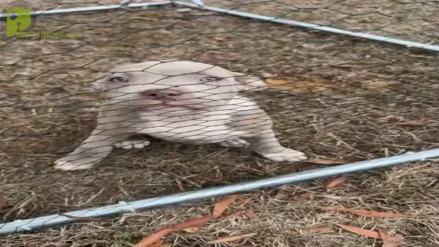Video preview image #1 American Bully Puppy For Sale in PELAHATCHIE, MS, USA
