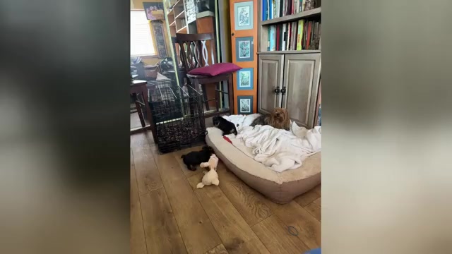 Video preview image #1 Yorkshire Terrier Puppy For Sale in PALMDALE, CA, USA