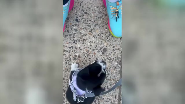 Video preview image #4 Boston Terrier Puppy For Sale in BURLINGTON TOWNSHIP, NJ, USA