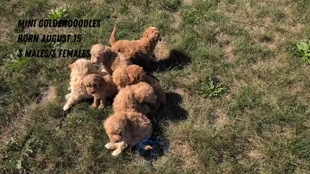 Video preview image #2 Goldendoodle (Miniature) Puppy For Sale in GOSHEN, IN, USA