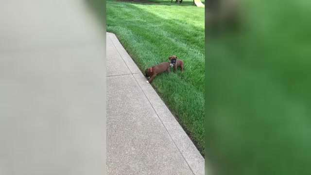 Video preview image #2 Boxer Puppy For Sale in APPLE CREEK, OH, USA