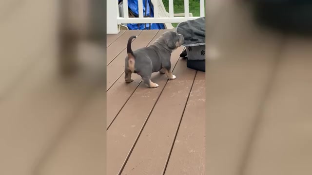 Video preview image #2 American Bully Puppy For Sale in LANSDOWNE, PA, USA
