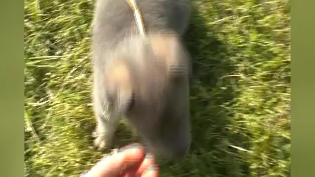Video preview image #1 German Shepherd Dog Puppy For Sale in PIEDMONT, MO, USA