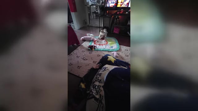 Video preview image #9 Maltipoo (Miniature) Puppy For Sale in SAN ANTONIO, TX, USA