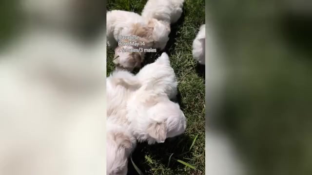 Video preview image #1 Havanese Puppy For Sale in GOSHEN, IN, USA