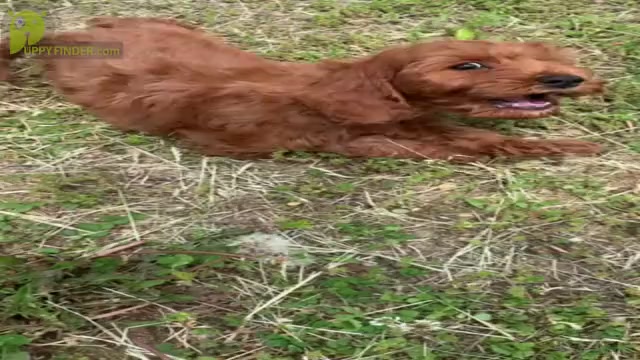 Video preview image #7 Cock-A-Poo Puppy For Sale in WARSAW, IN, USA