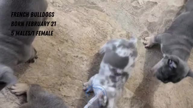 Video preview image #1 French Bulldog Puppy For Sale in GOSHEN, IN, USA