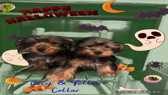 Video preview image #3 Yorkshire Terrier Puppy For Sale in SACRAMENTO, CA, USA