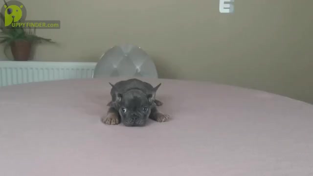 Video preview image #1 French Bulldog Puppy For Sale in BOSTON, MA, USA