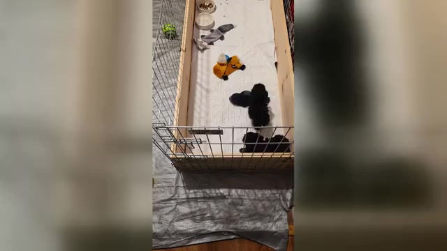 Video preview image #1  Breeder Profile in MENTOR, OH, USA