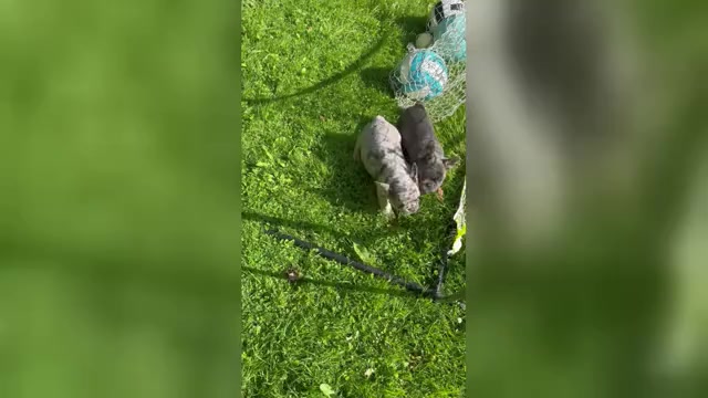 Video preview image #1 French Bulldog Puppy For Sale in MC GRAW, NY, USA