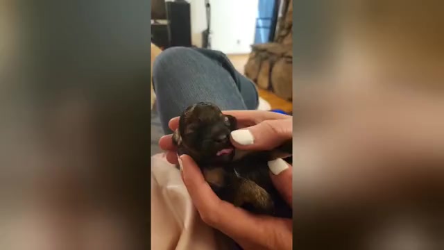 Video preview image #1 Poodle (Toy) Puppy For Sale in MORRISON, CO, USA