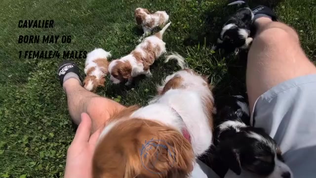 Video preview image #3 Cavalier King Charles Spaniel Puppy For Sale in GOSHEN, IN, USA