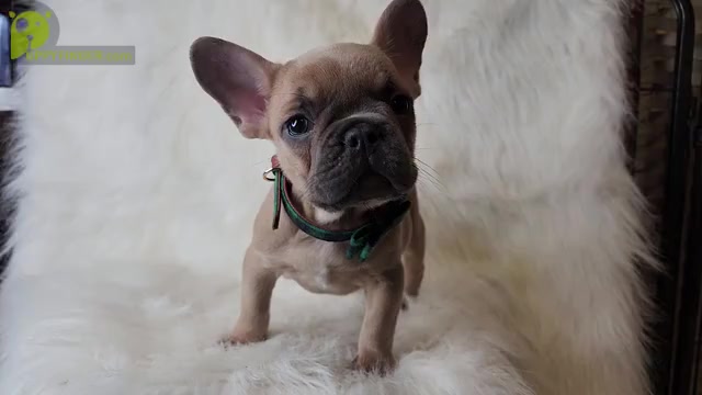 Video preview image #2 French Bulldog Puppy For Sale in CRANSTON, RI, USA