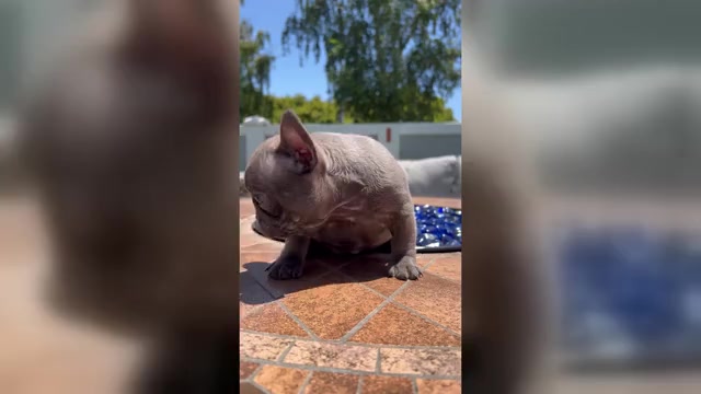 Video preview image #2 French Bulldog Puppy For Sale in SALINAS, CA, USA