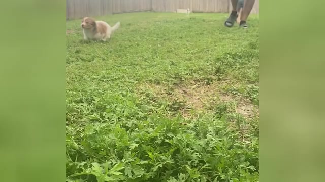 Video preview image #1 Aussiedoodle Miniature  Puppy For Sale in NEW BRAUNFELS, TX, USA