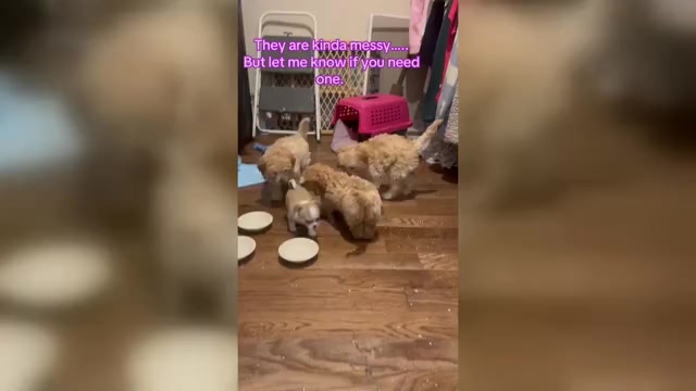 Video preview image #2 Cavapoo (Miniature) Puppy For Sale in HAMPTON, VA, USA