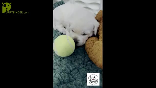 Video preview image #8 Labrador Retriever Puppy For Sale in GLENDALE, CA, USA