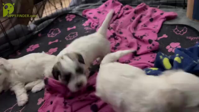 Video preview image #1 Zuchon Puppy For Sale in RENO, NV, USA