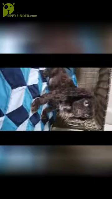 Video preview image #14 Cavapoo Puppy For Sale in SHIPSHEWANA, IN, USA