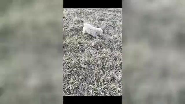 Video preview image #9 Maltipoo (Toy) Puppy For Sale in WARSAW, IN, USA