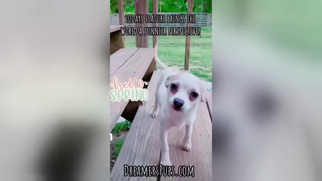 Video preview image #36  Breeder Profile in ADAMSVILLE, TN, USA