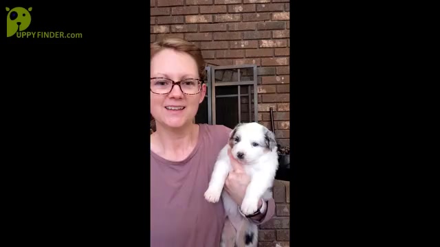 Video preview image #1 Australian Shepherd Puppy For Sale in MARYVILLE, TN, USA
