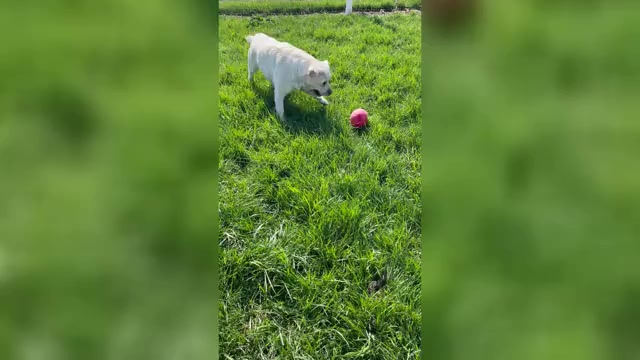 Video preview image #5 Labrador Retriever Puppy For Sale in SYRACUSE, IN, USA
