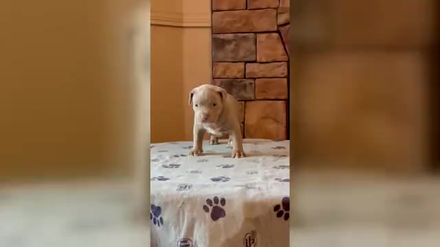 Video preview image #1 American Bully Puppy For Sale in ORANGEBURG, SC, USA