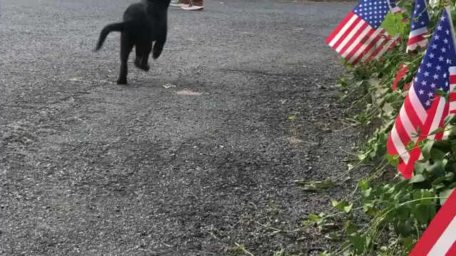 Video preview image #2 German Shepherd Dog Puppy For Sale in NEWVILLE, PA, USA