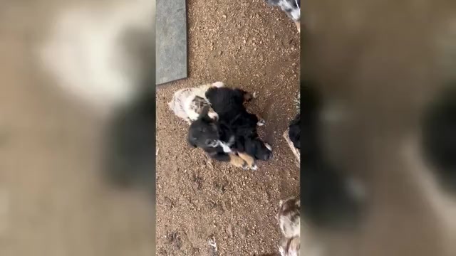 Video preview image #2 Australian Shepherd Puppy For Sale in BAILEY, CO, USA