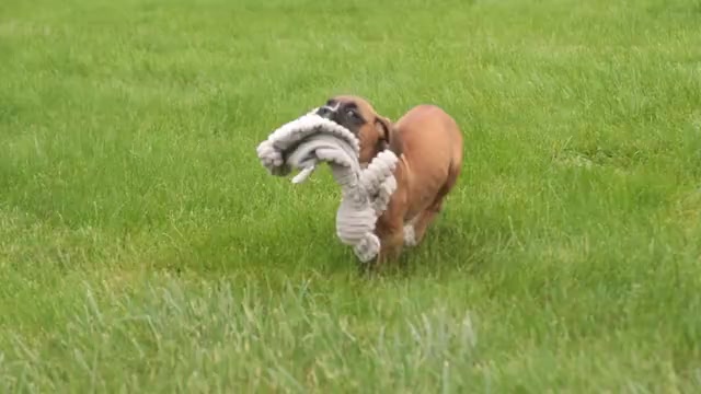 Video preview image #1 Boxer Puppy For Sale in SHIPSHEWANA, IN, USA