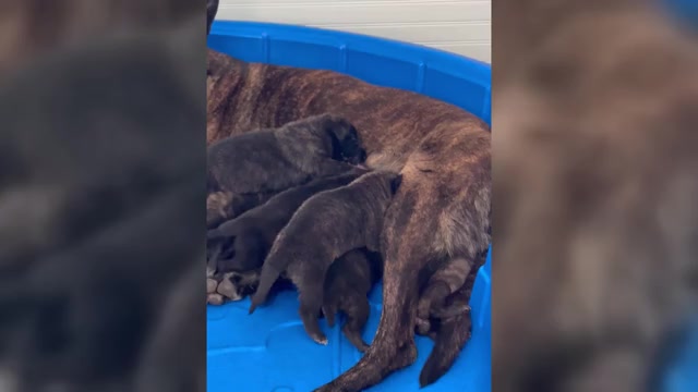 Video preview image #1  Breeder Profile in COMMERCE, GA, USA