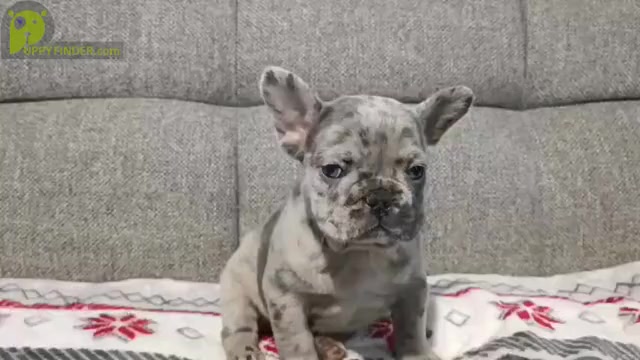 Video preview image #1 French Bulldog Puppy For Sale in SILVER SPRING, MD, USA